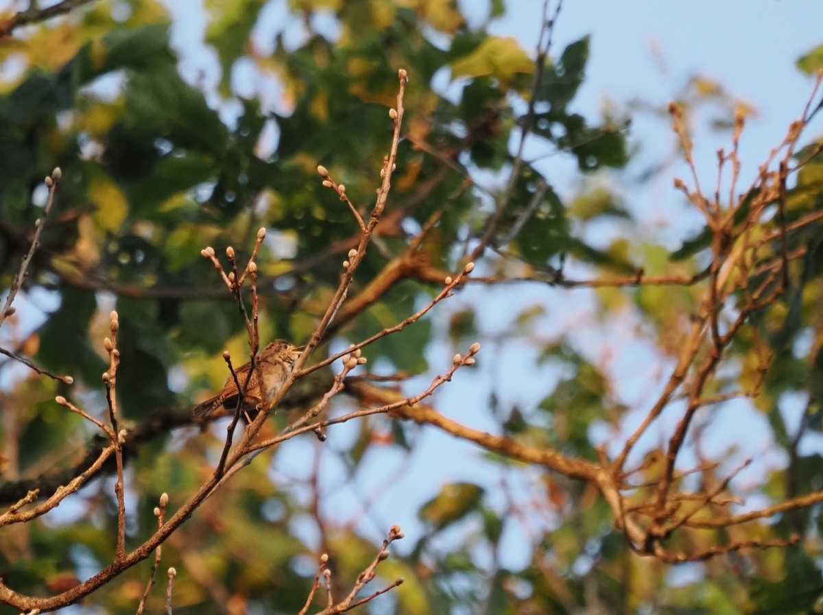Northern House Wren - ML644798436