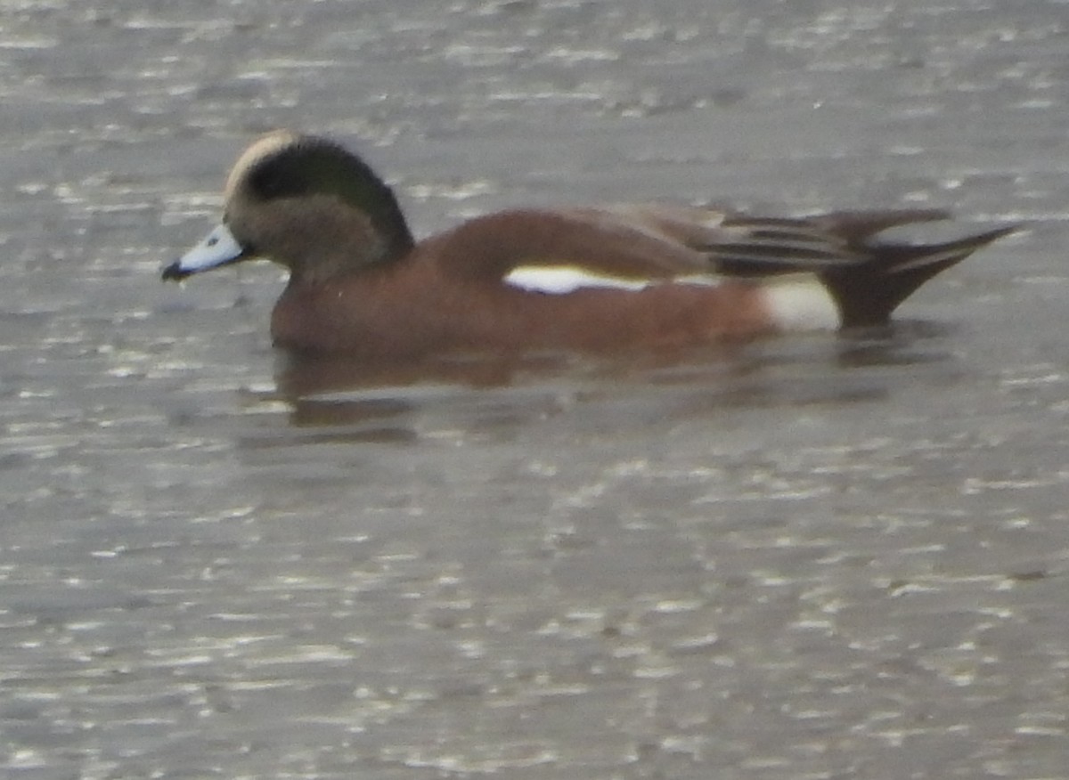 Свищ американський - ML644798448