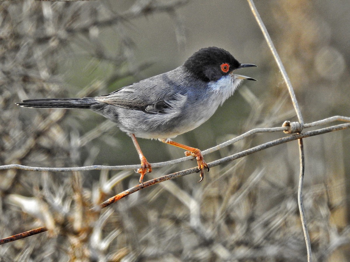 Sardinian Warbler - ML644798465