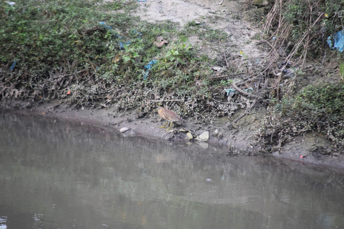 Индийская прудовая цапля - ML644798478