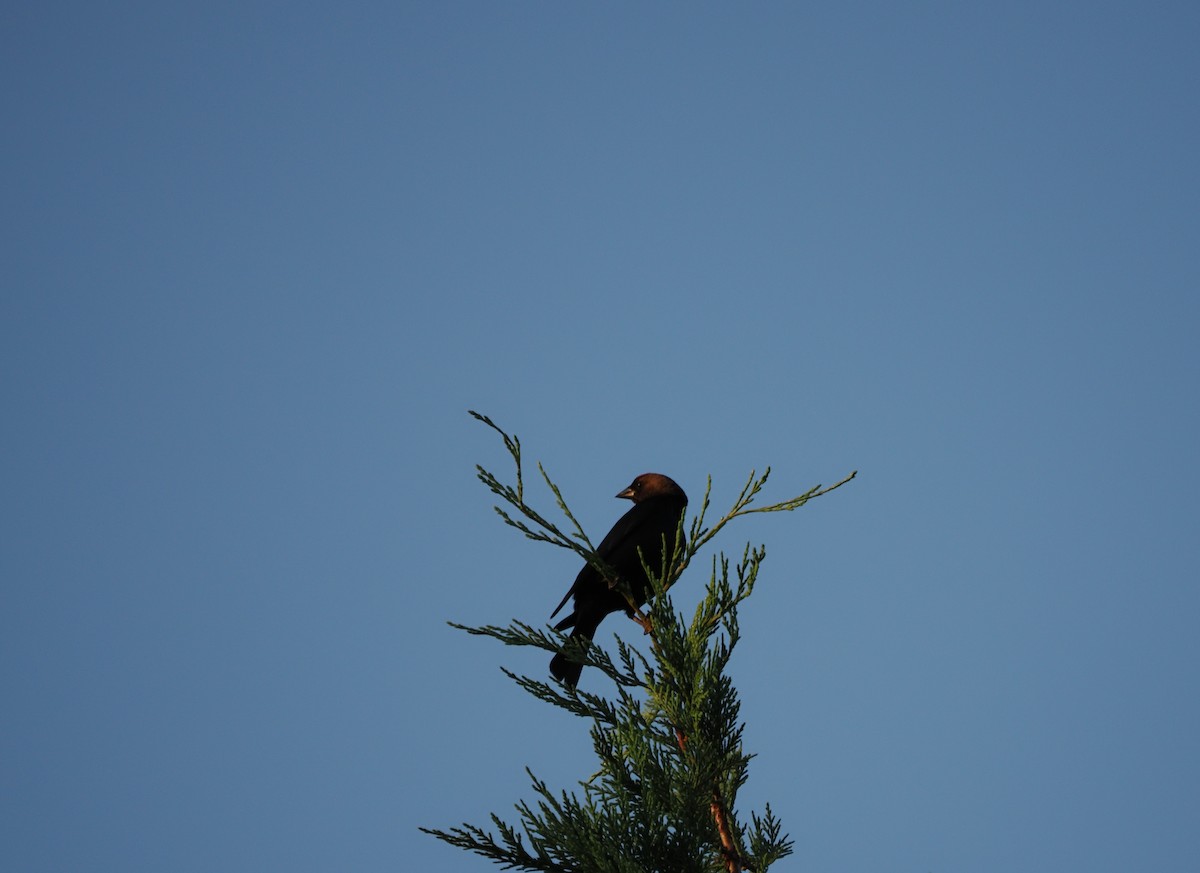 Brown-headed Cowbird - ML644798492