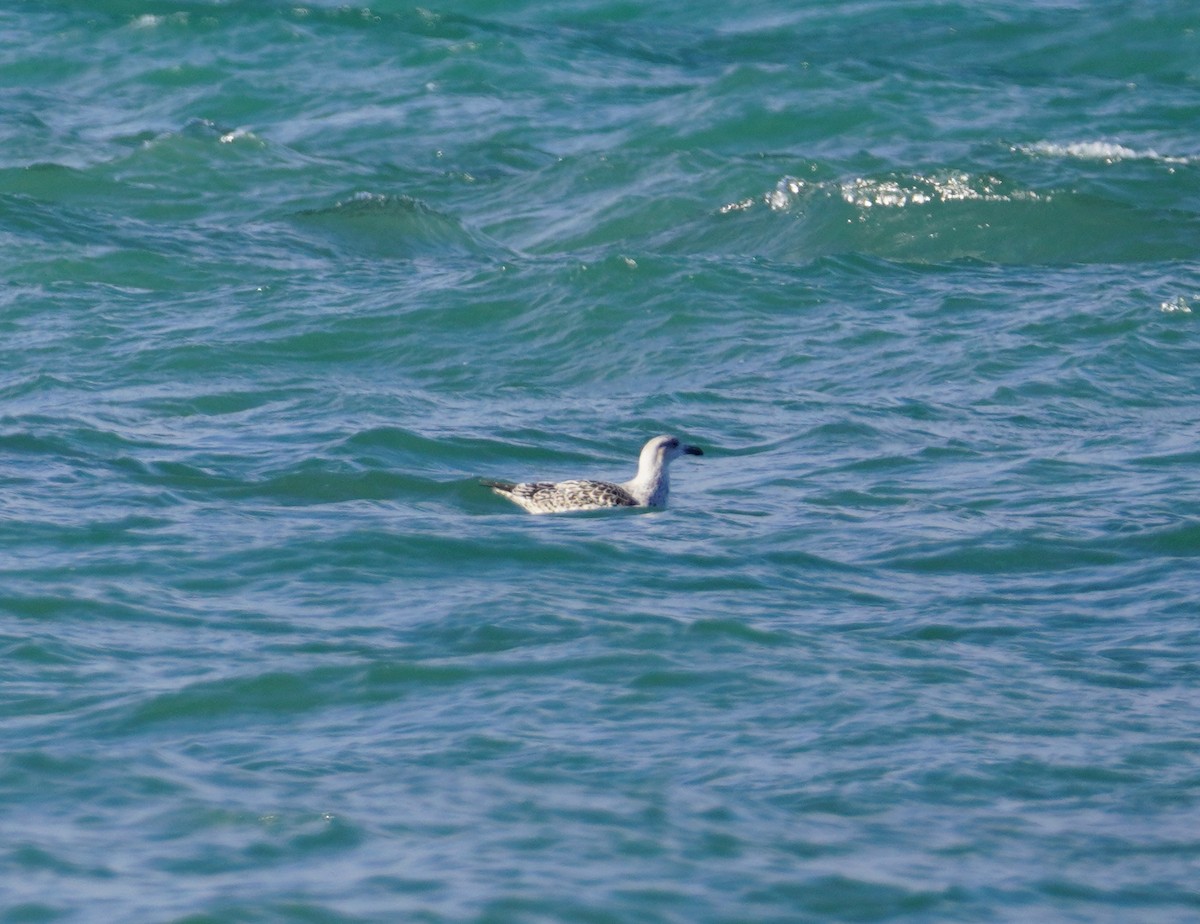Great Black-backed Gull - ML644798511