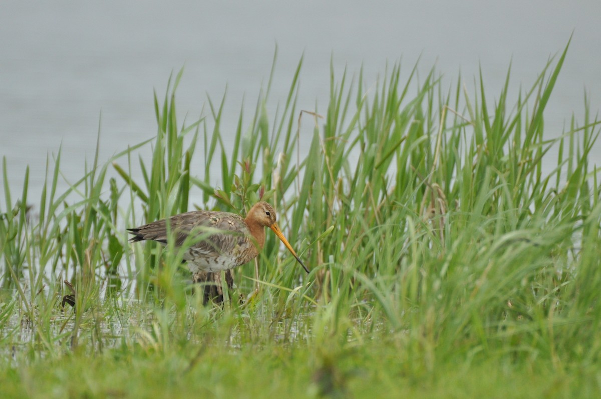 Black-tailed Godwit - ML644798515