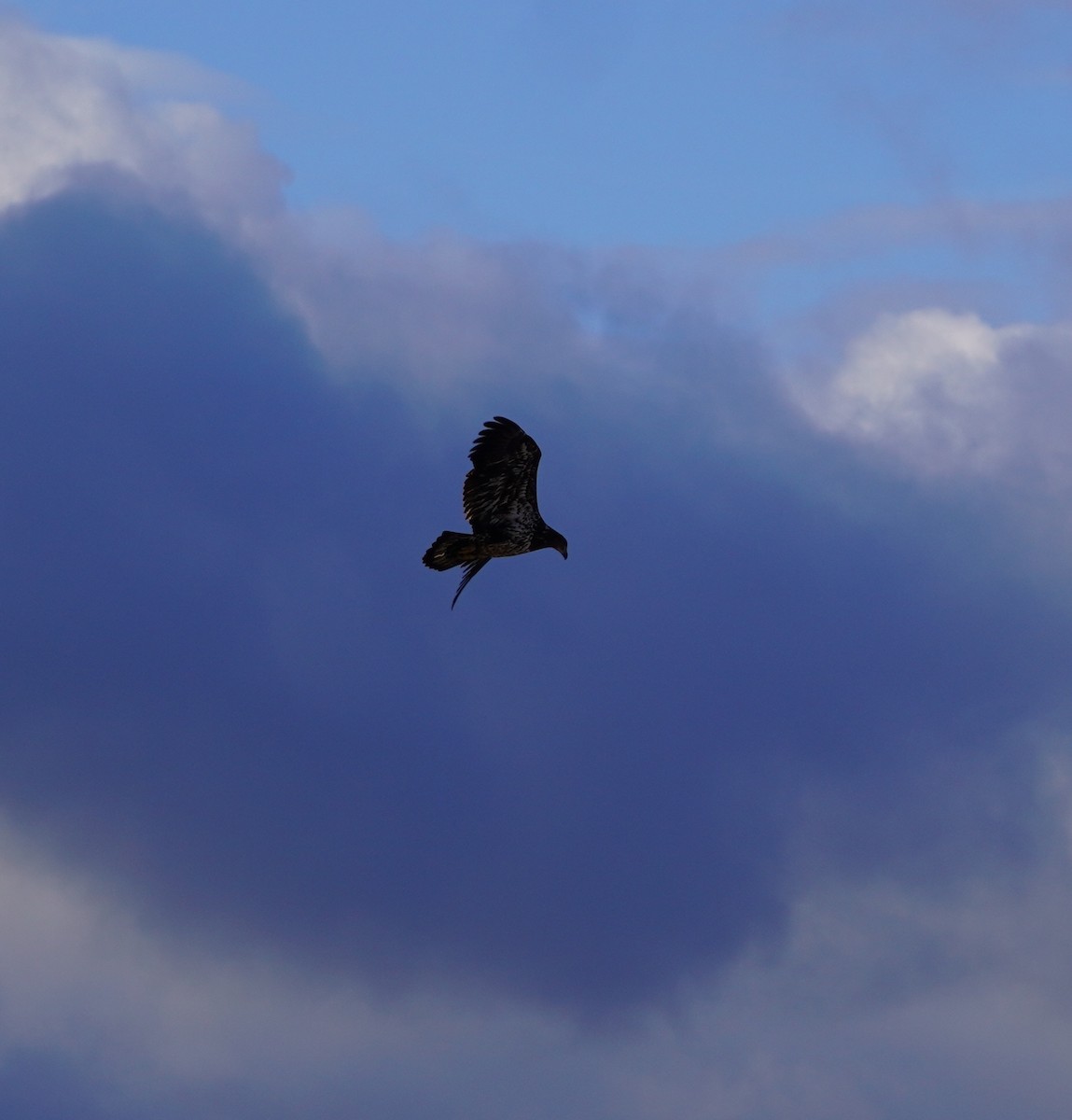 Bald Eagle - ML644798516