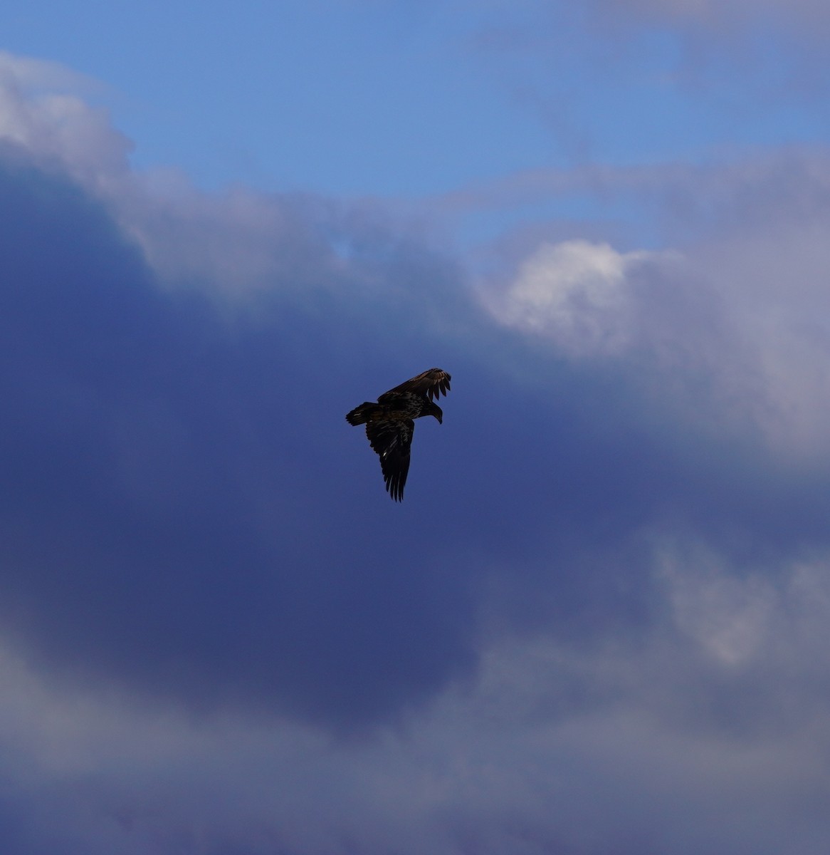 Bald Eagle - ML644798517