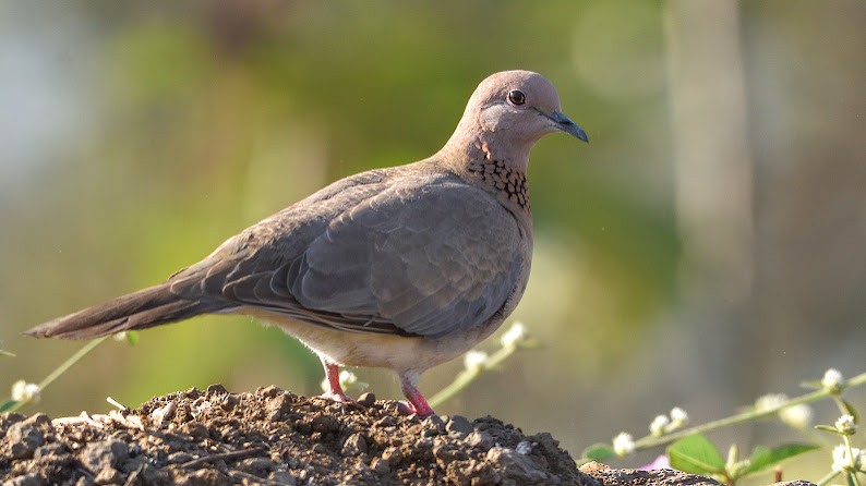 Laughing Dove - ML644798518