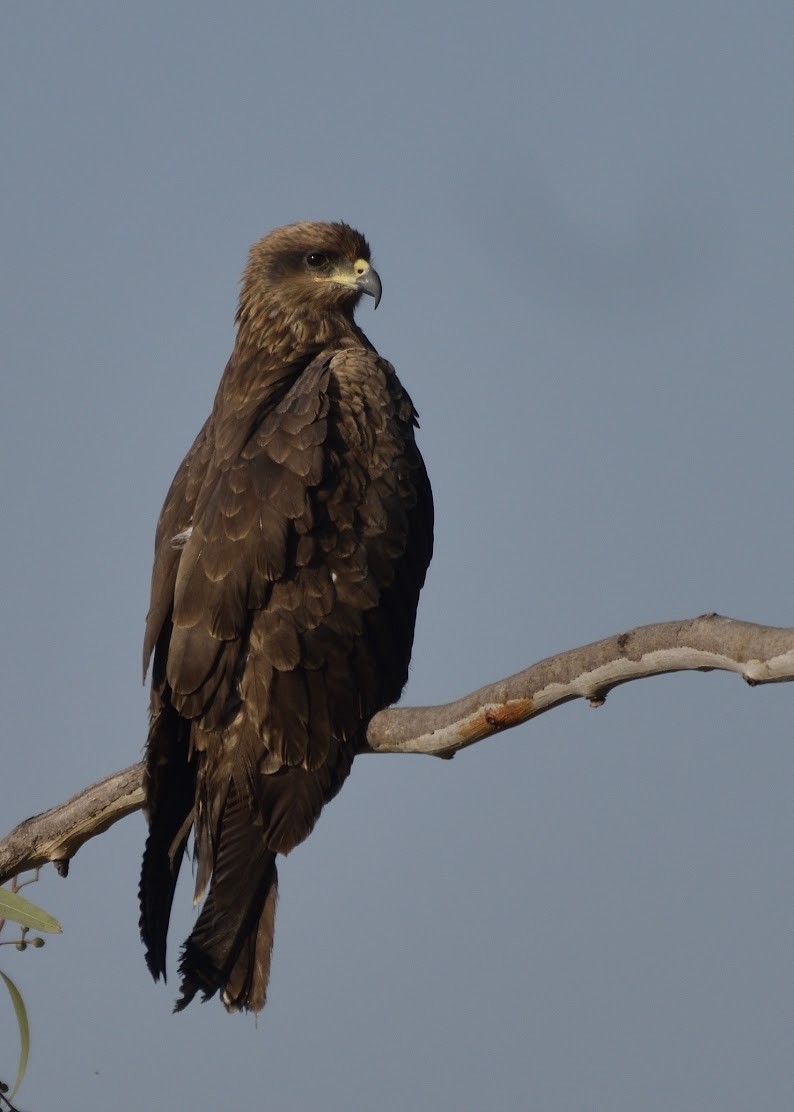 Black Kite - ML644798519