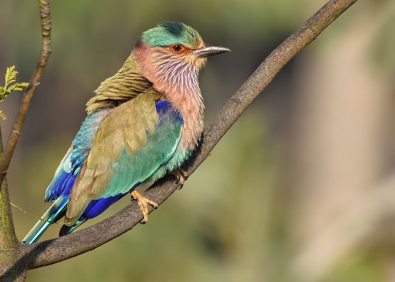 Indian Roller - ML644798522