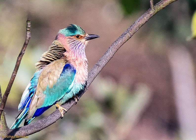 Indian Roller - ML644798523