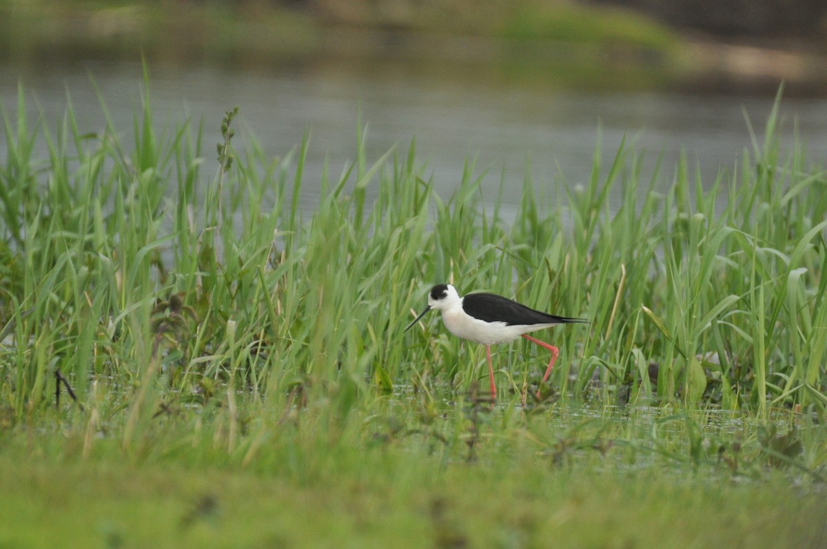 Black-winged Stilt - ML644798524