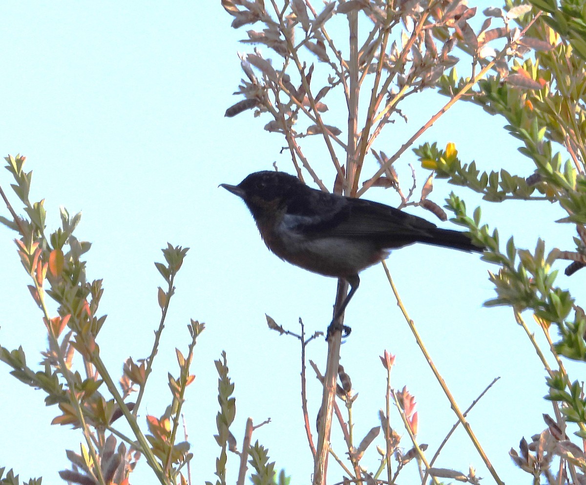 Black-throated Flowerpiercer - ML644798525