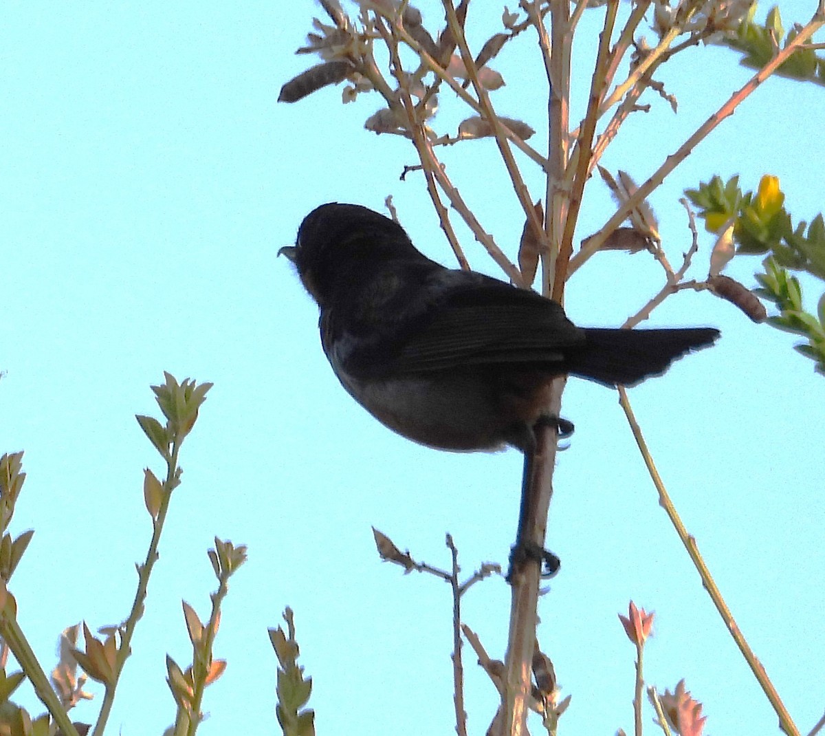 Black-throated Flowerpiercer - ML644798526