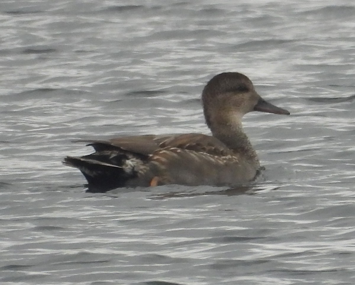 Gadwall - ML644798527