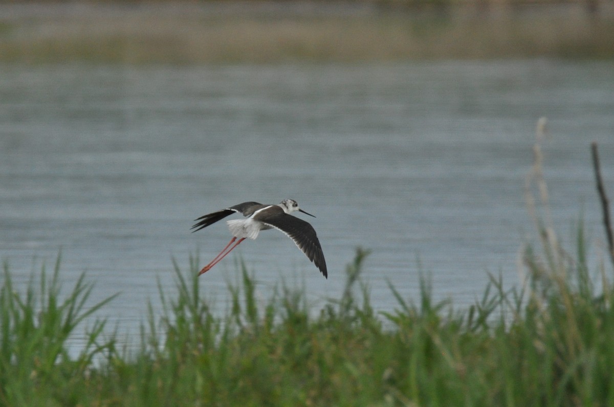 Black-winged Stilt - ML644798528