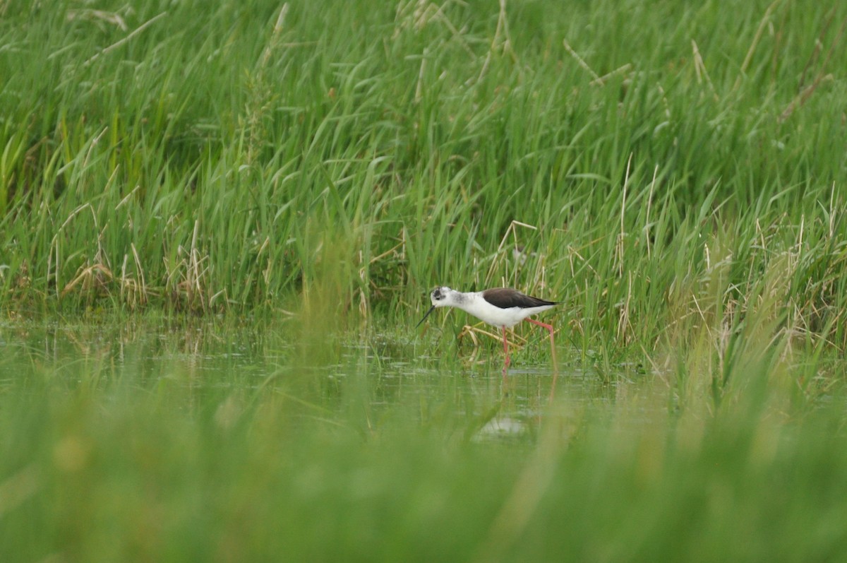 Black-winged Stilt - ML644798529