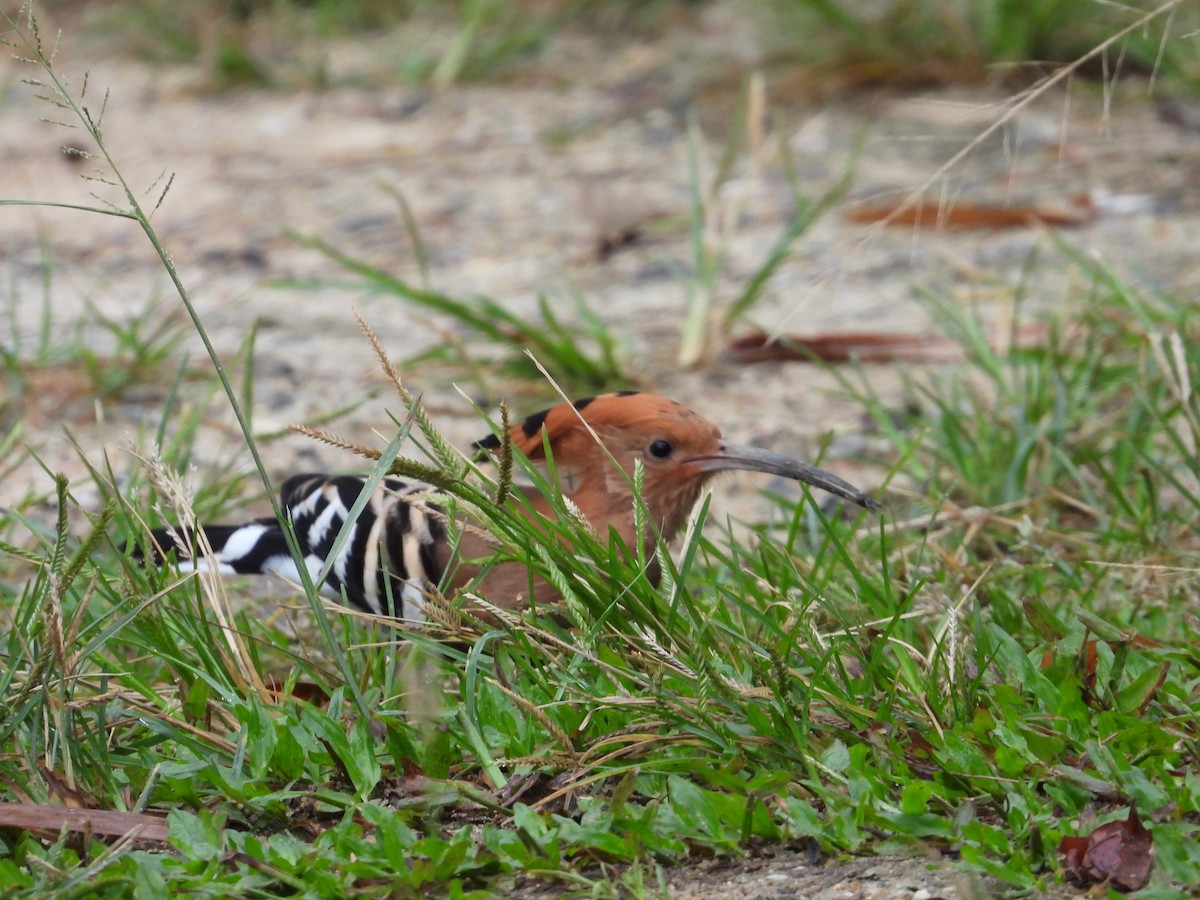 Common Hoopoe - ML644798531