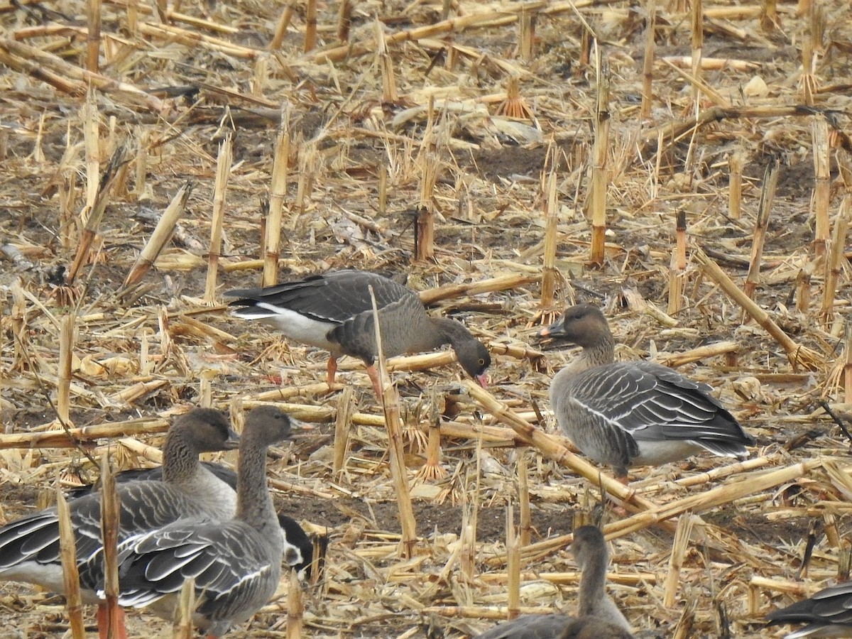 אווז קטן - ML644798532