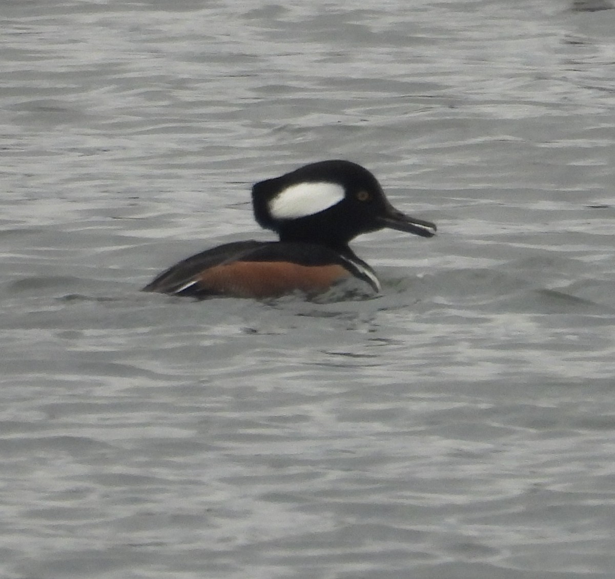 Hooded Merganser - ML644798534