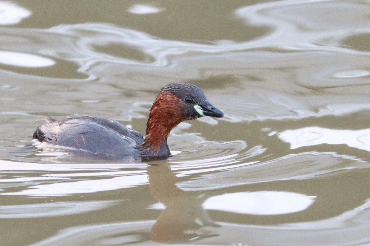 Little Grebe - ML644798535