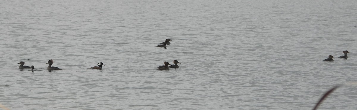 Hooded Merganser - ML644798536