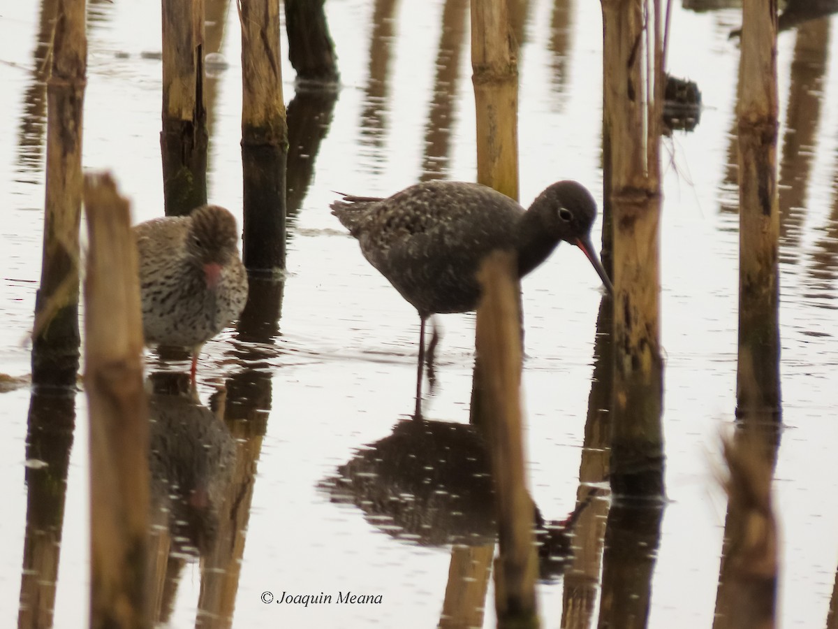 Spotted Redshank - ML644798537