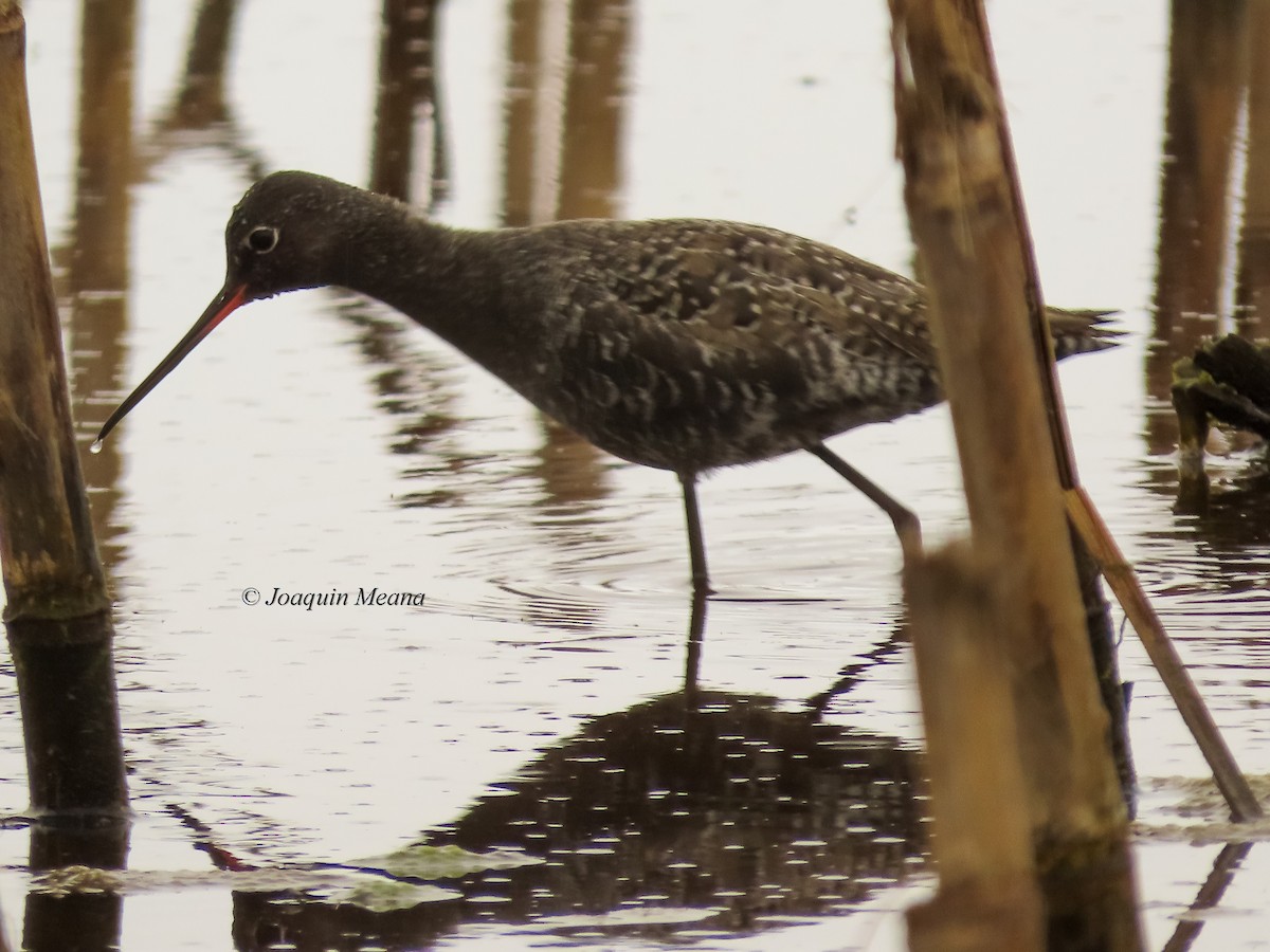 Spotted Redshank - ML644798538