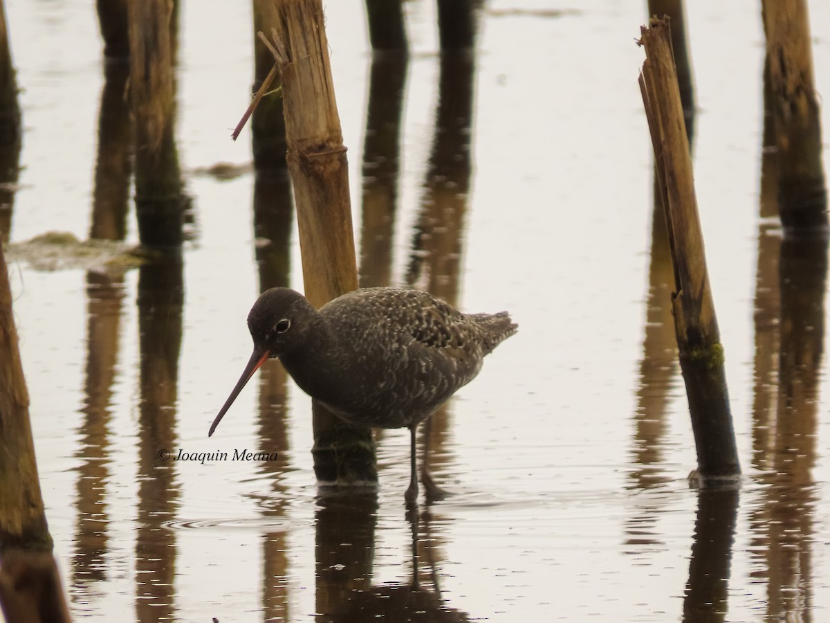 Spotted Redshank - ML644798539