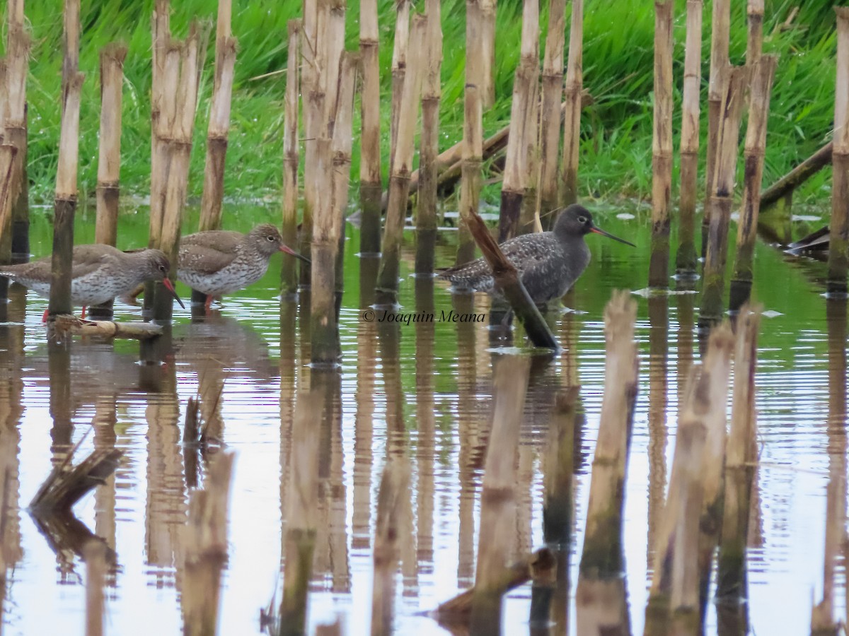 Spotted Redshank - ML644798540
