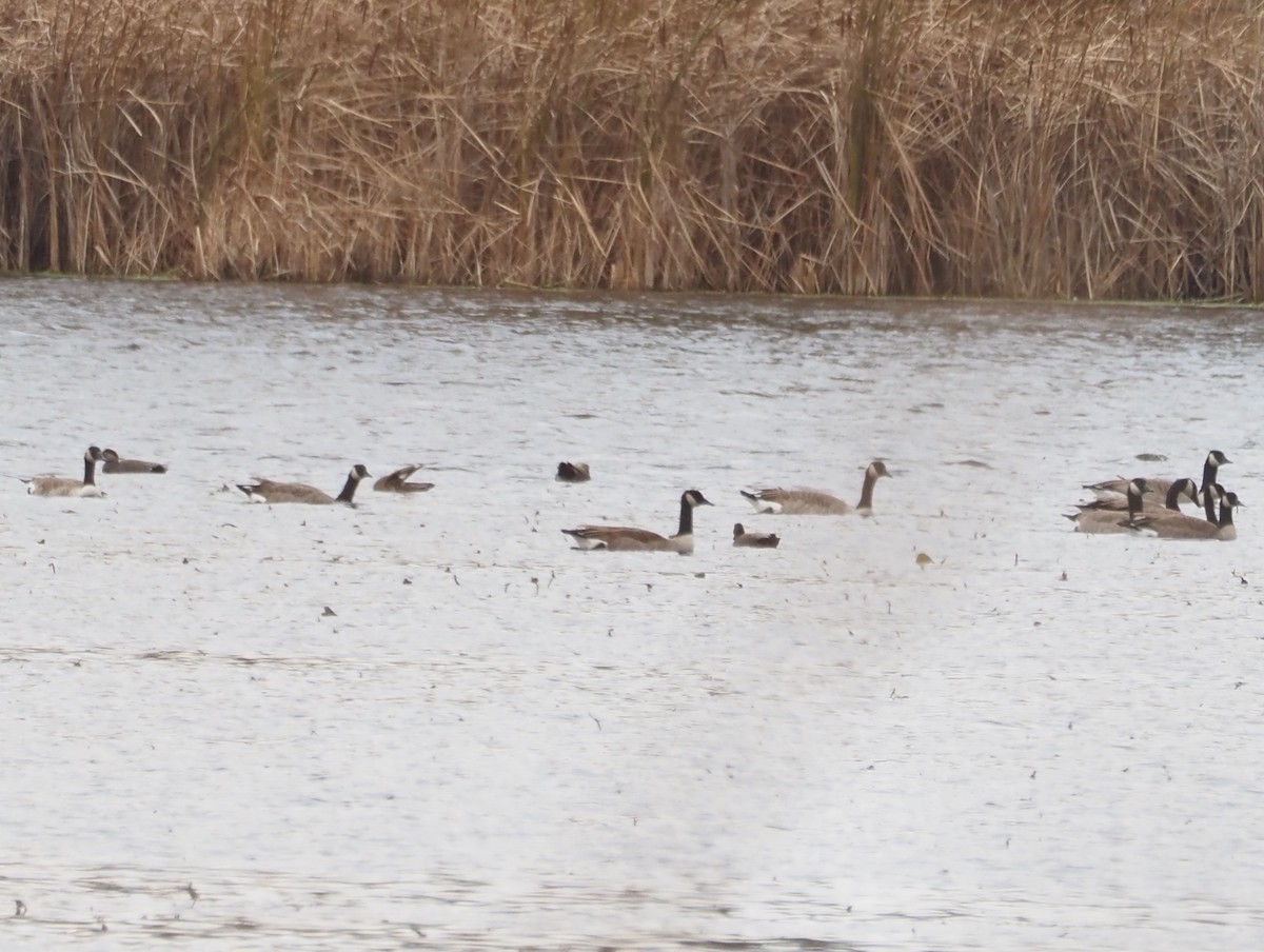Gadwall - ML644798541