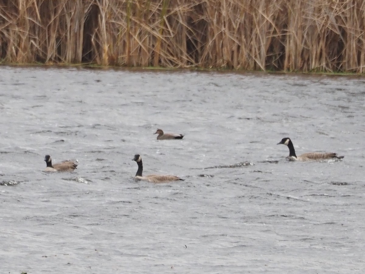 Gadwall - ML644798542