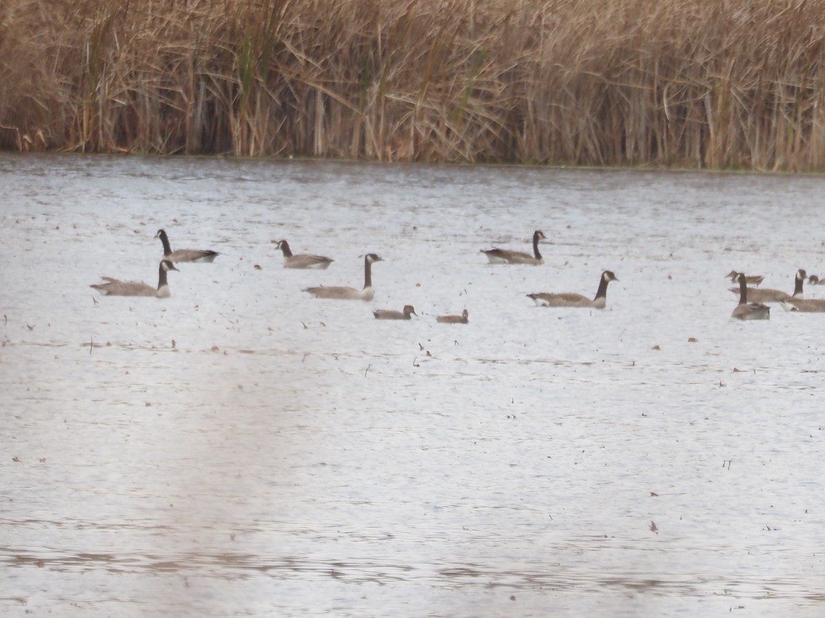 Gadwall - ML644798544