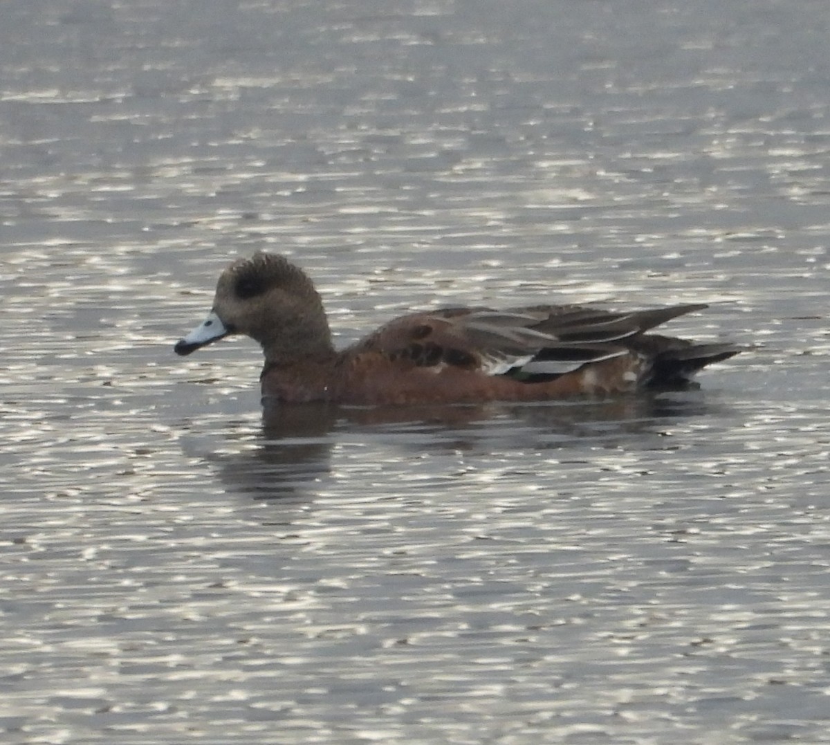 Свищ американський - ML644798561