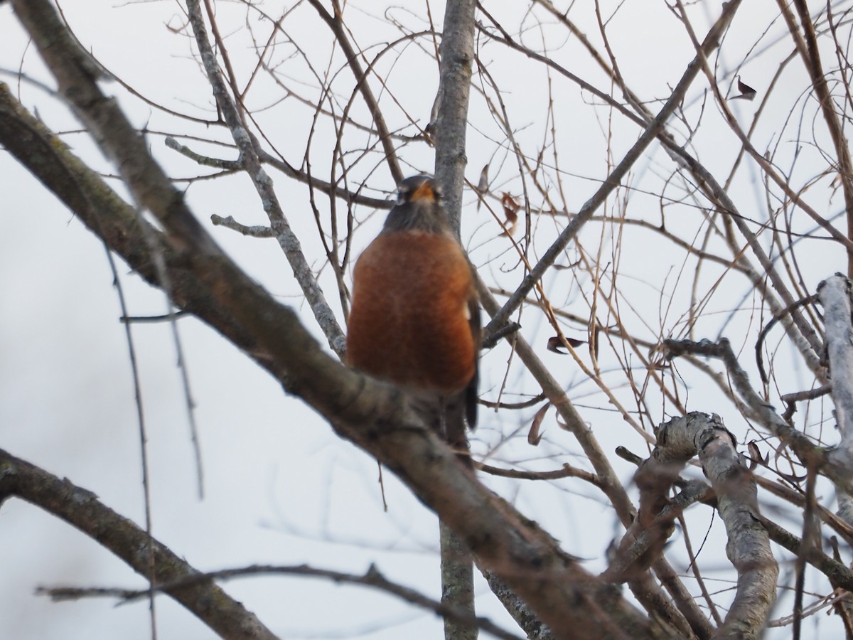 drozd stěhovavý - ML644798562