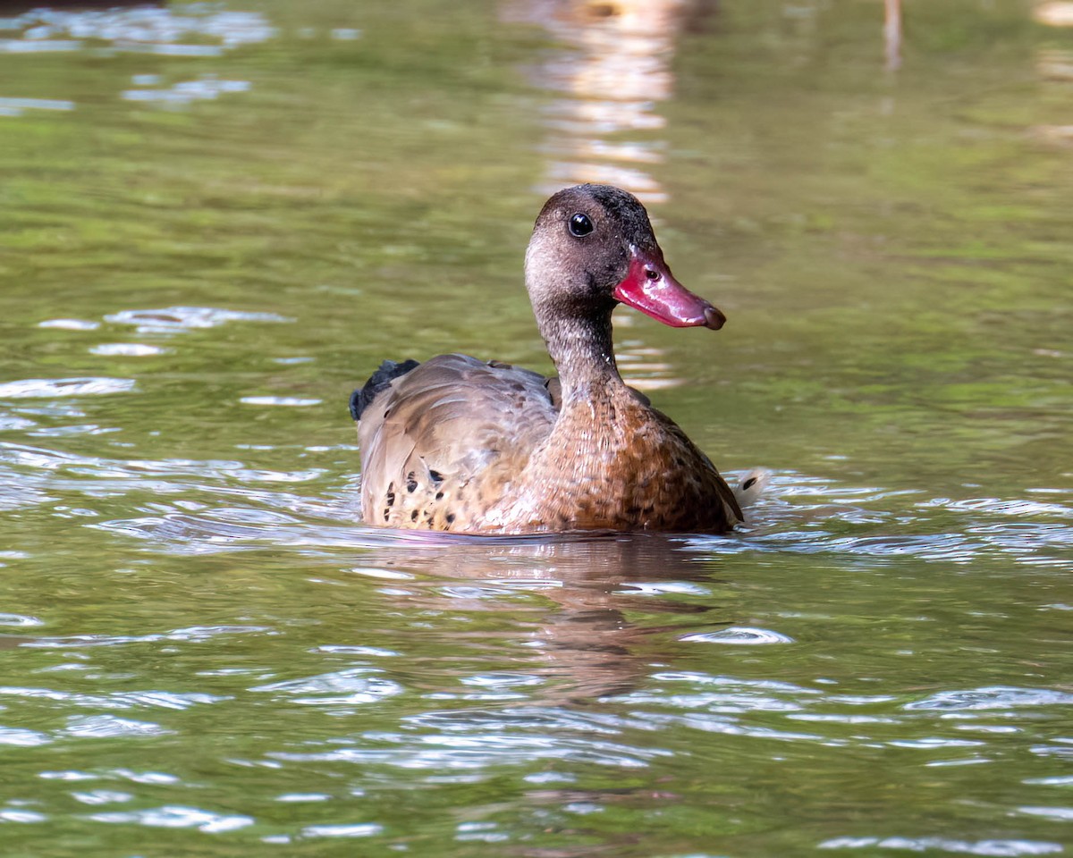 Brazilian Teal - ML644798577