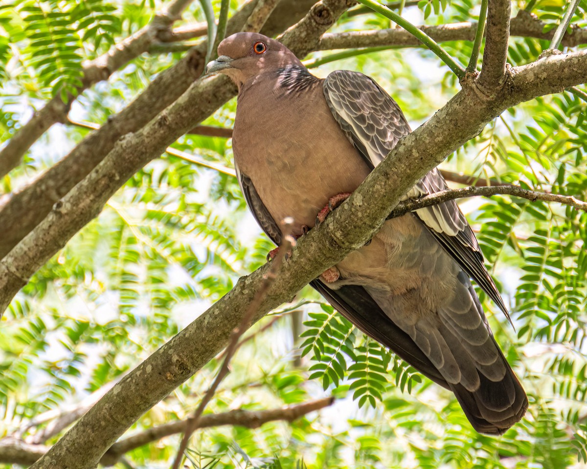 Picazuro Pigeon - ML644798580