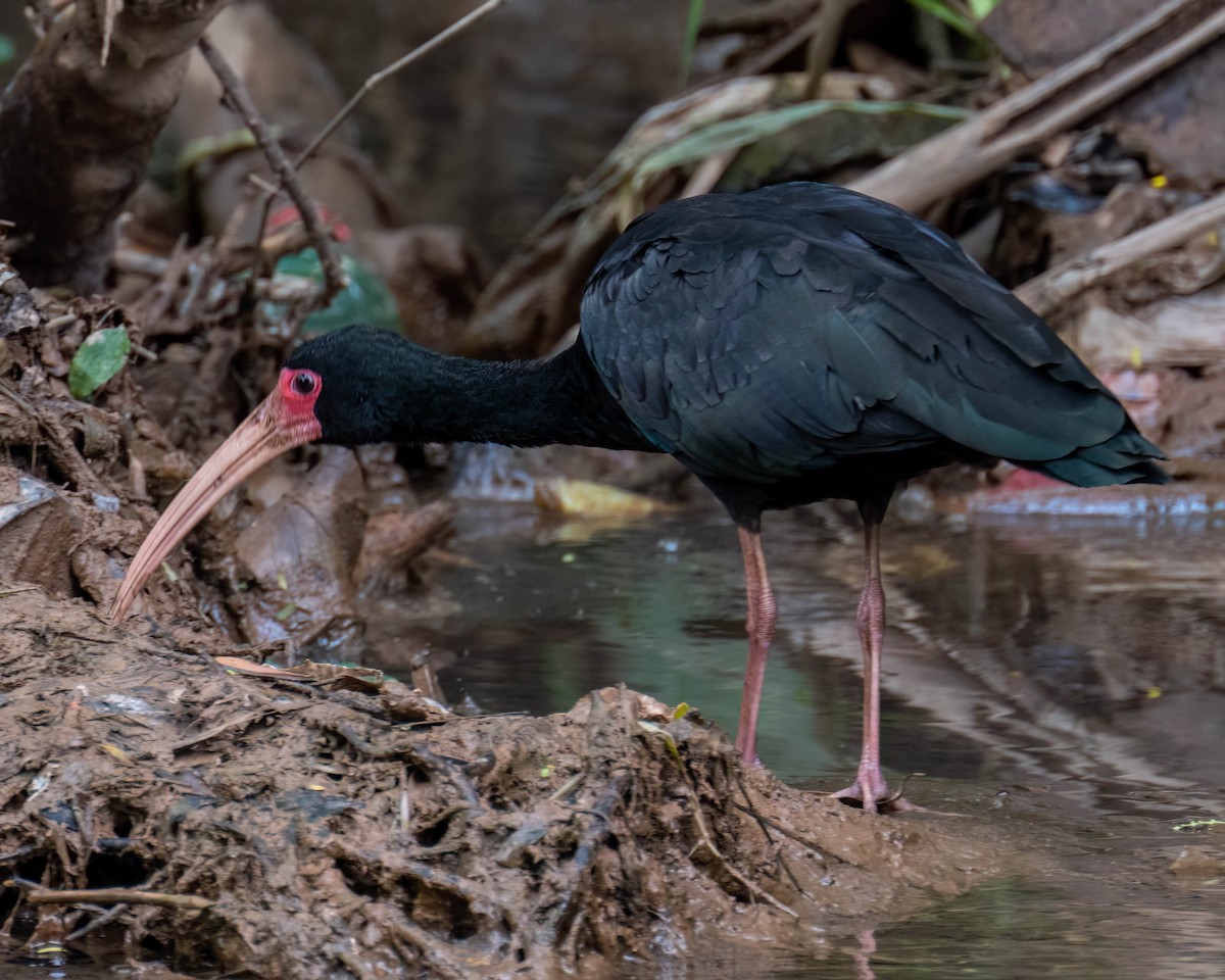 Ibis Afeitado - ML644798585