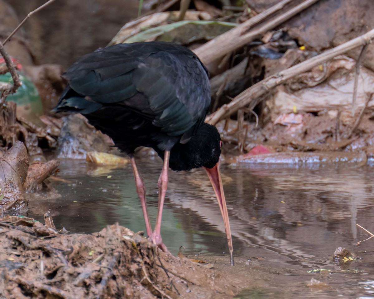 Ibis Afeitado - ML644798586
