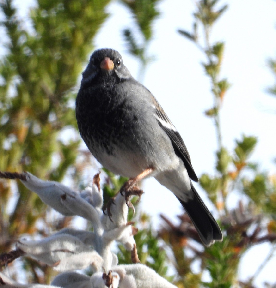 Mourning Sierra Finch - ML644798591