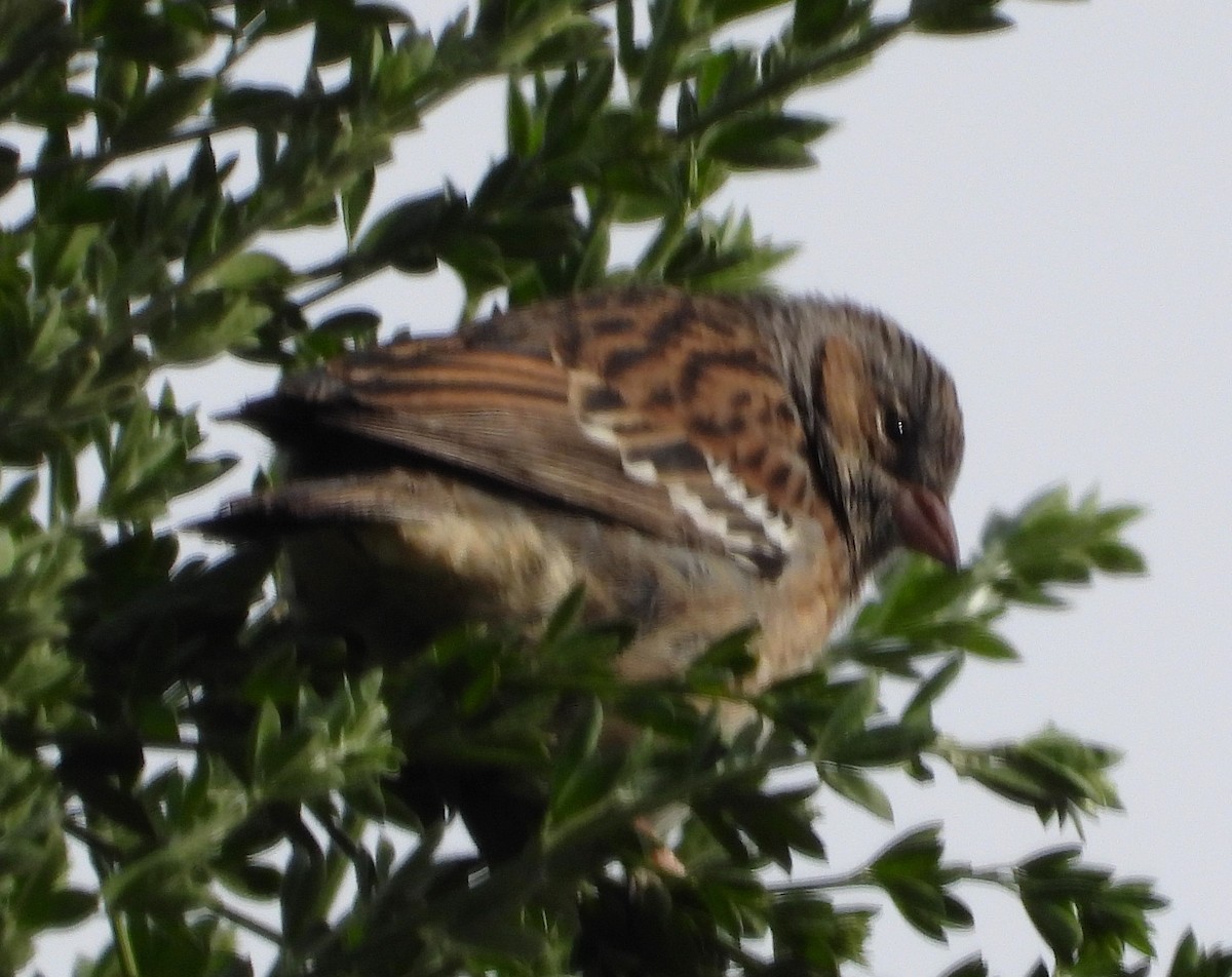 Mourning Sierra Finch - ML644798592