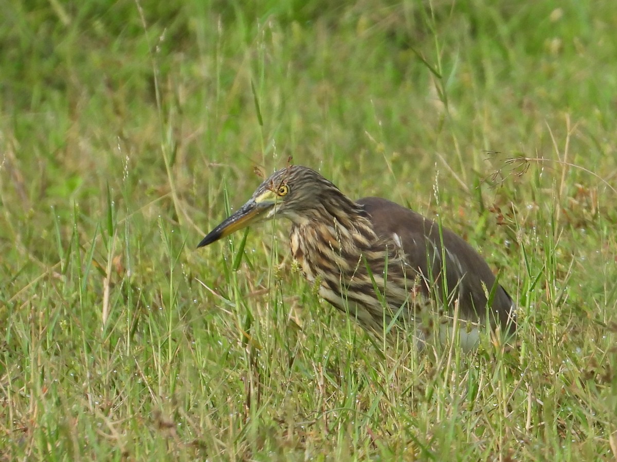 Chinese Pond-Heron - ML644798597