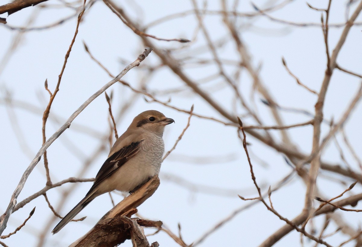 オオモズ - ML644798604