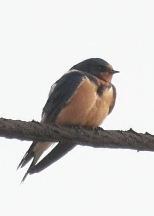 vlaštovka obecná - ML644798605