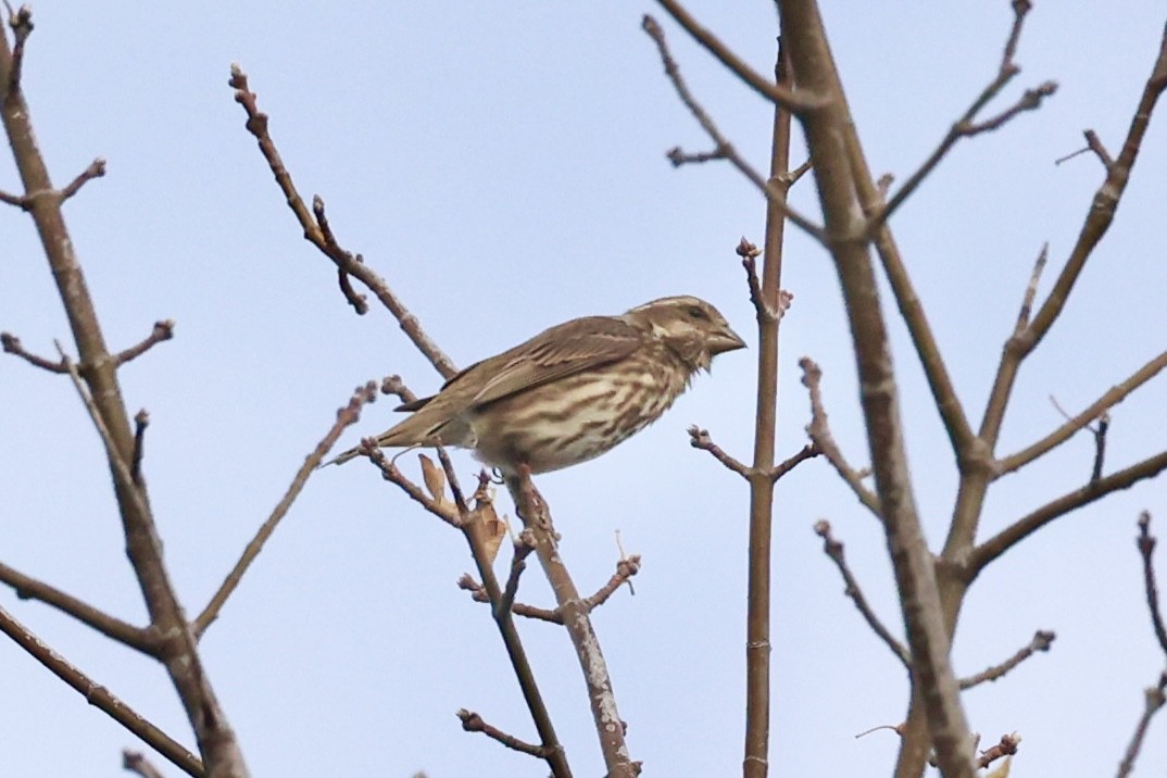 Purple Finch - ML644798606