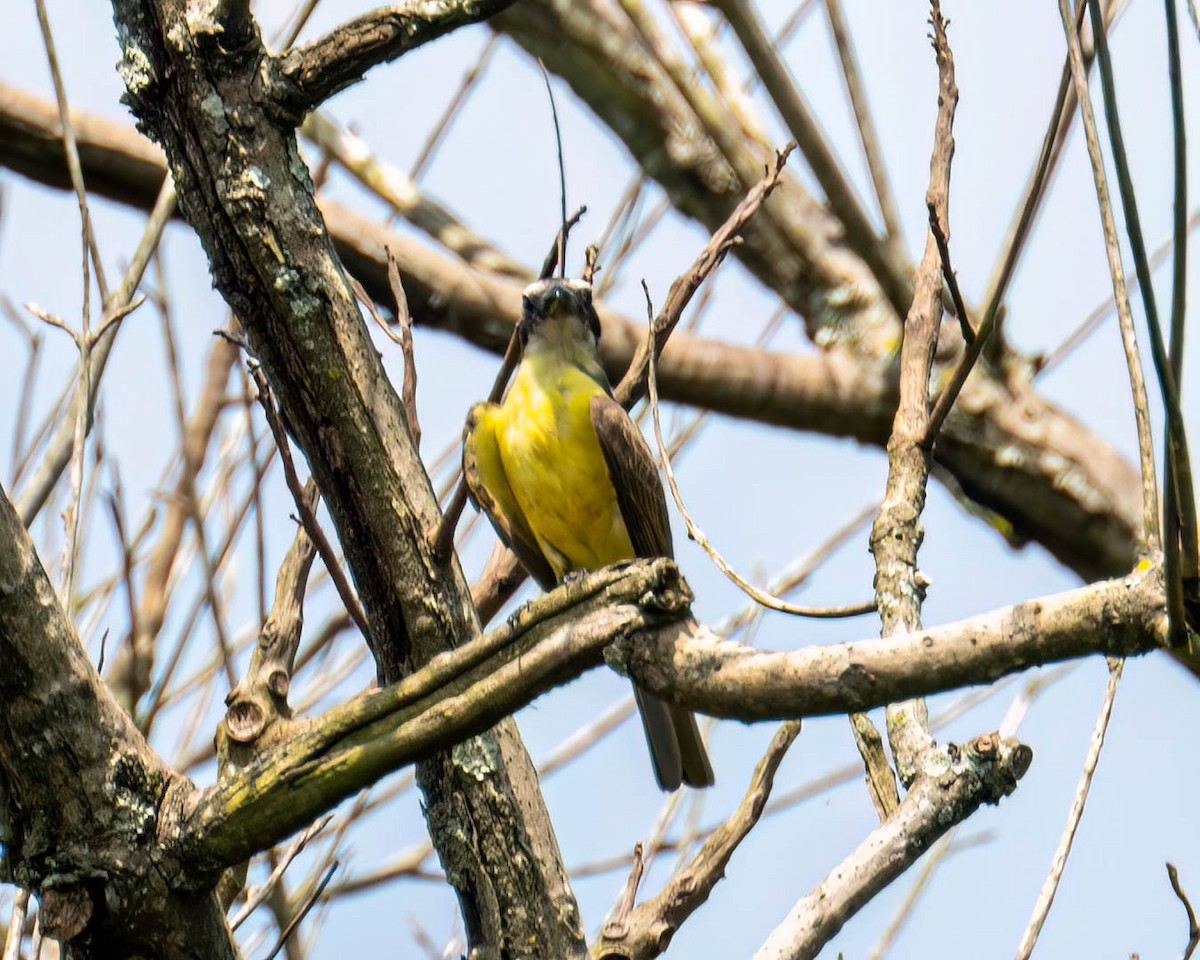 Пітанга-великодзьоб - ML644798610