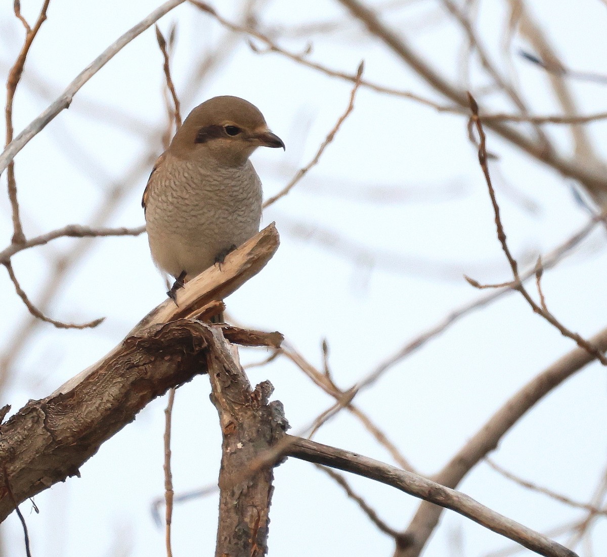 オオモズ - ML644798618