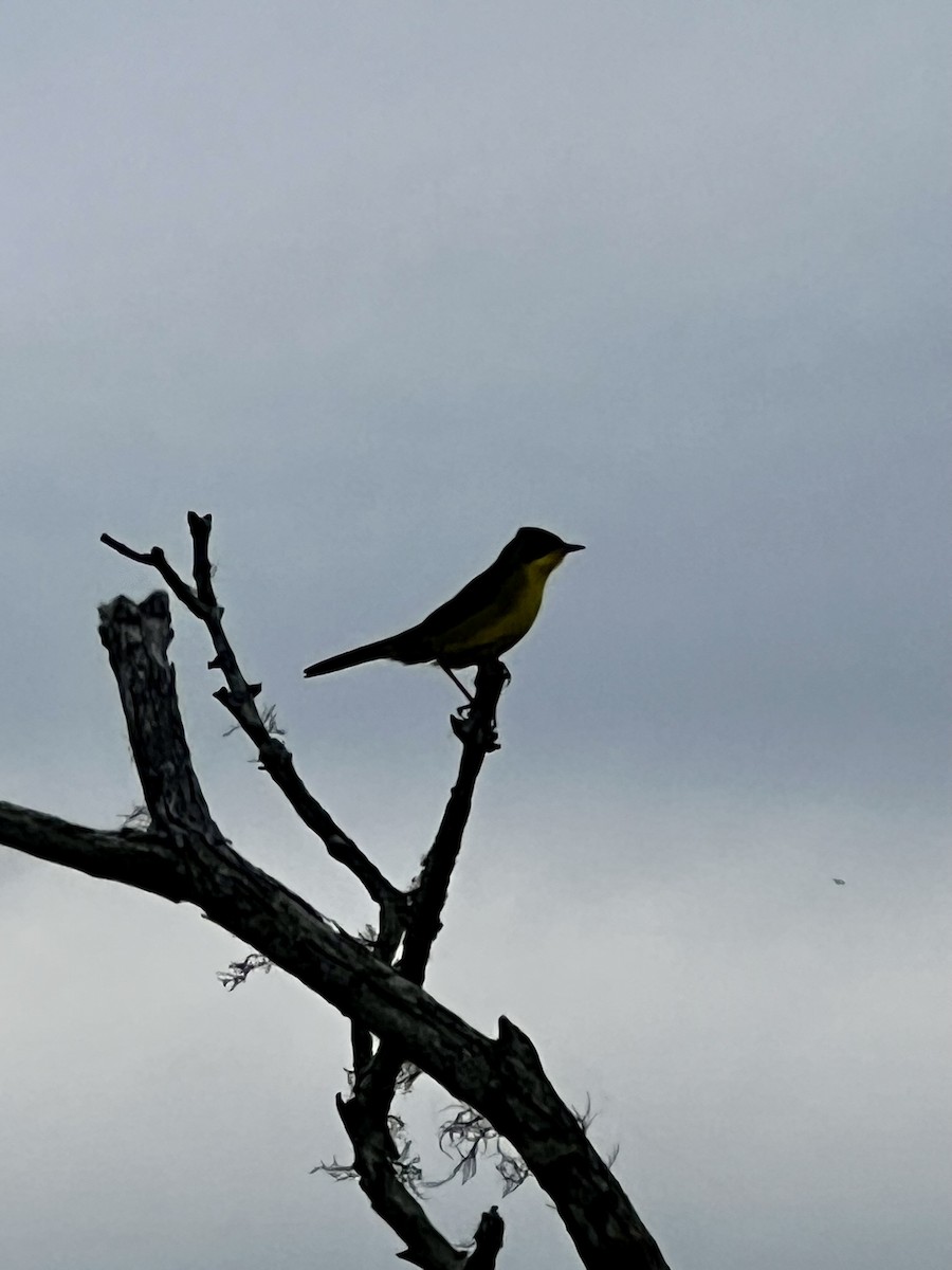 Жовтогорлик східний - ML644798628