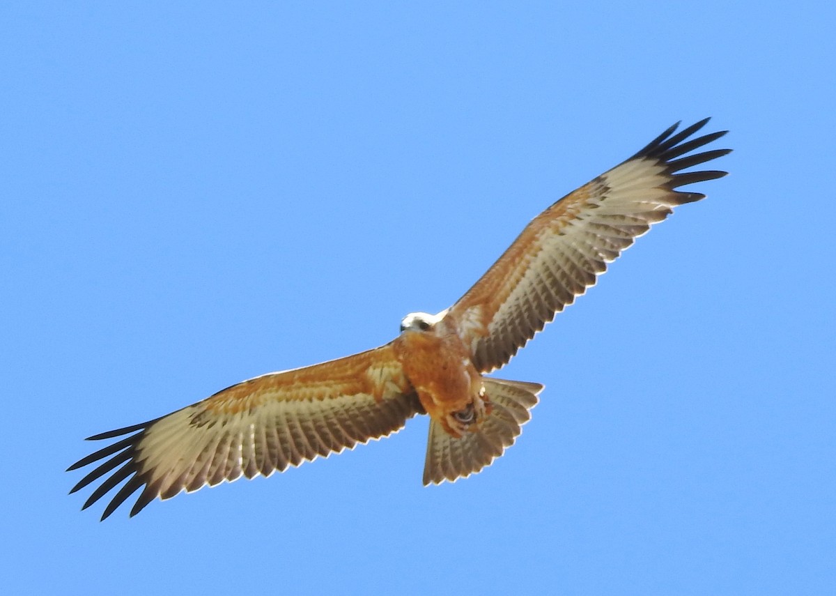 kongeglente - ML644798663