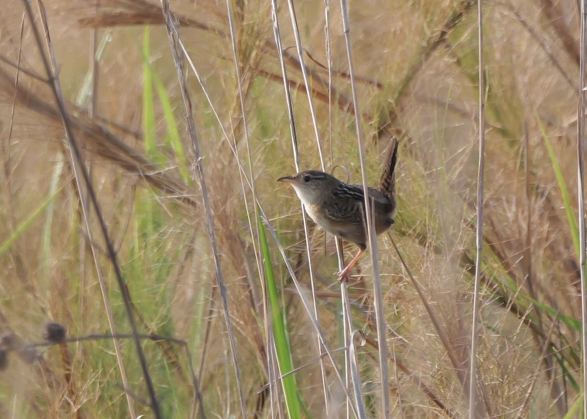 Pampazaunkönig - ML644798666