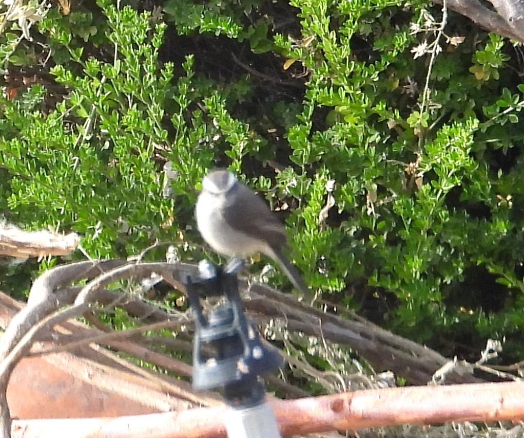 White-browed Chat-Tyrant - ML644798669