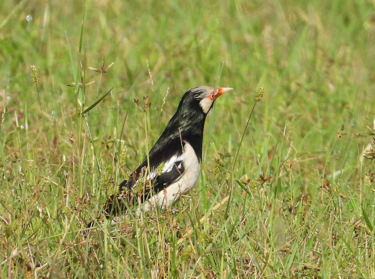 Siamese Pied Starling - ML644798683
